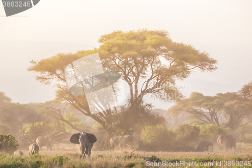 Image of Elephants in front of Kilimanjaro, Amboseli, Kenya