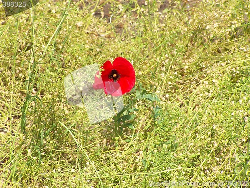 Image of Lonely poppy