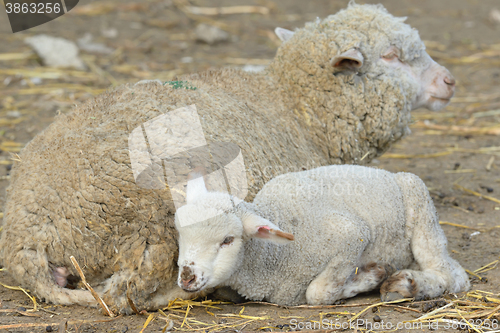 Image of lamb and sheep in springtime