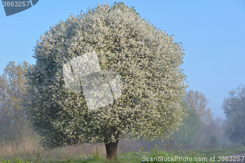 Image of Blooming cherry tree 