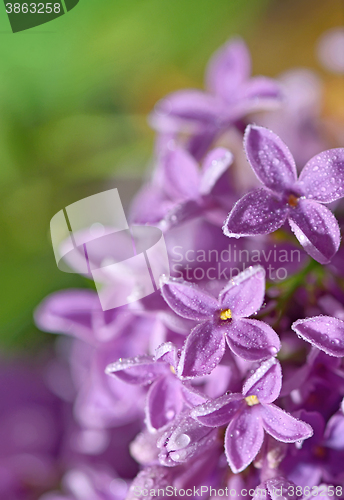 Image of Floral natural background from lilac flowers