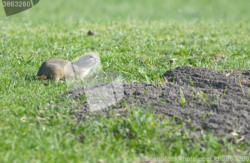 Image of prairie dog on field