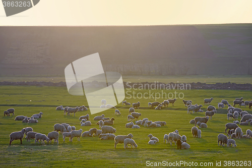 Image of Sheep among green filed at sunset