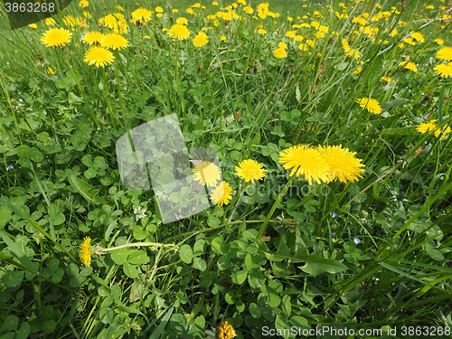 Image of Common Dandelion flower with bee