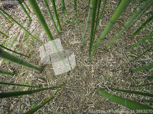 Image of Bamboo tree perspective