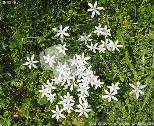 Image of Star of Bethlehem flower