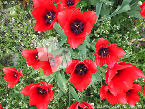 Image of Red Tulips flower