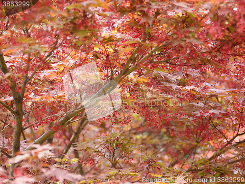 Image of Red maple acer tree