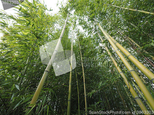 Image of Bamboo tree perspective