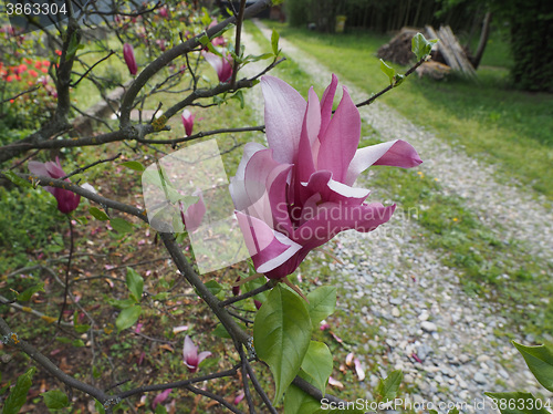 Image of Magnolia tree flower