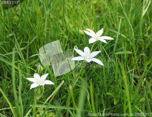 Image of Star of Bethlehem flower