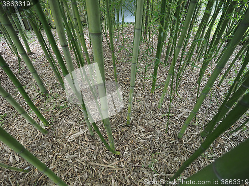 Image of Bamboo tree perspective