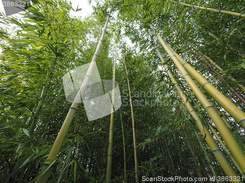 Image of Bamboo tree perspective