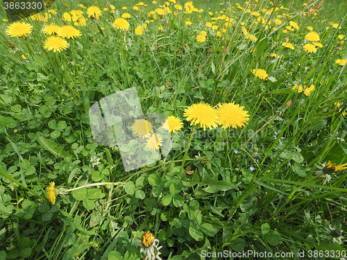 Image of Common Dandelion flower with bee