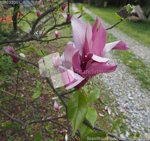 Image of Magnolia tree flower