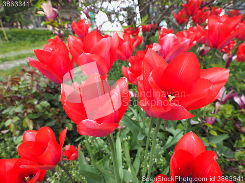 Image of Red Tulips flower