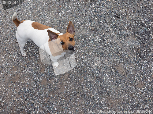 Image of Dog mammal animal