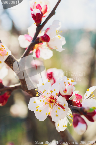 Image of Spring white flowers and buds 