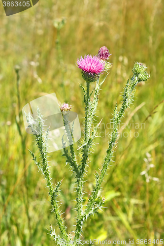 Image of Thistle flower on the meadow