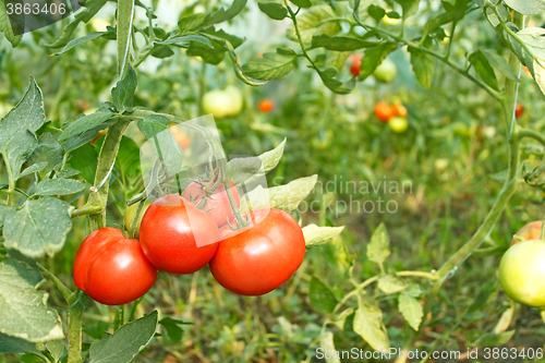 Image of Tomatoes bunch in greenhouse