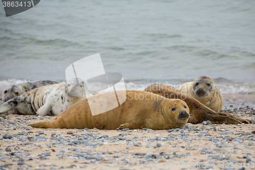 Image of atlantic Grey Seal portrait