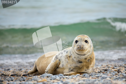 Image of Young baby atlantic Grey Seal