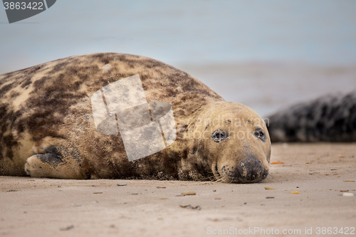 Image of atlantic Grey Seal portrait