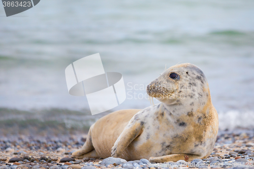Image of Young baby atlantic Grey Seal