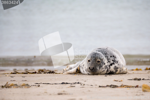 Image of Young baby atlantic Grey Seal