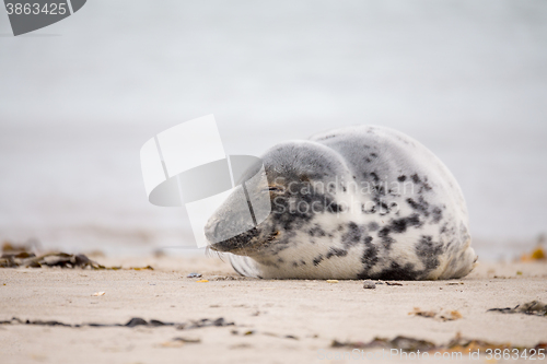 Image of atlantic Grey Seal portrait