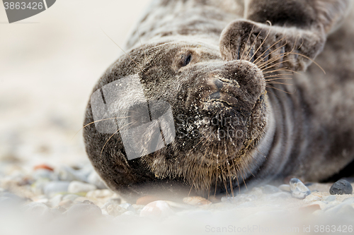 Image of Young atlantic Grey Seal portrait