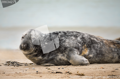 Image of atlantic Grey Seal portrait