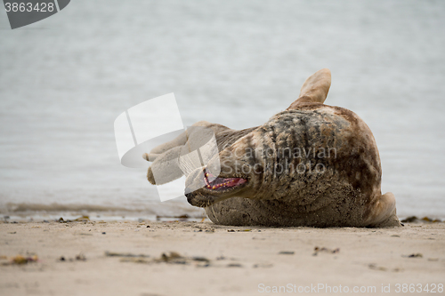 Image of atlantic Grey Seal portrait