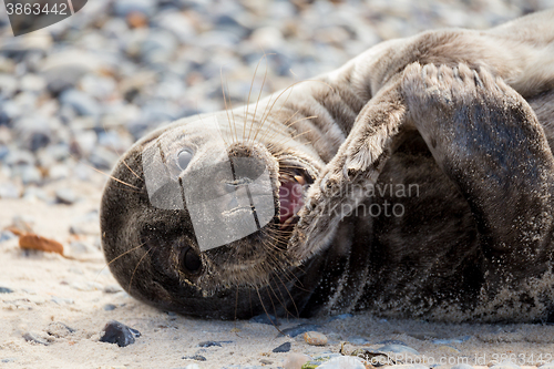 Image of Young atlantic Grey Seal portrait