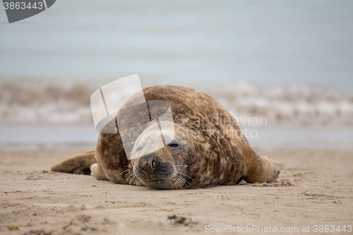 Image of atlantic Grey Seal portrait