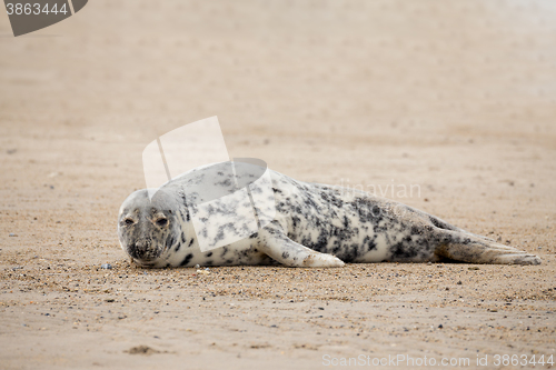 Image of Young baby atlantic Grey Seal