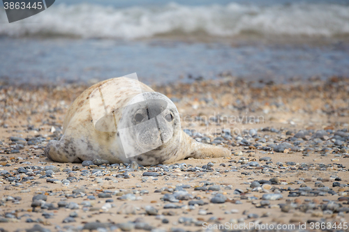 Image of Young baby atlantic Grey Seal