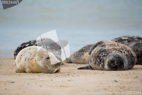 Image of Young baby atlantic Grey Seal