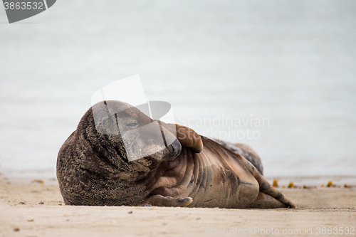 Image of atlantic Grey Seal portrait