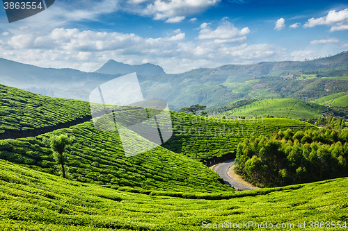 Image of Tea plantations, Munnar, Kerala state, India