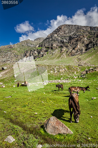 Image of Horses grazing in Himalayas