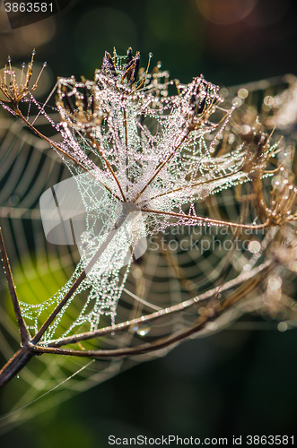 Image of Drops of dew on a web shined by morning light