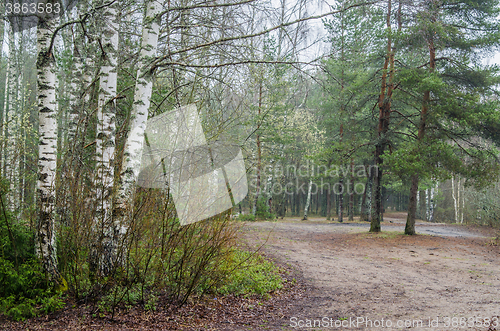 Image of Foggy spring landscape with footpath in the woods