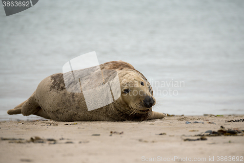 Image of atlantic Grey Seal portrait