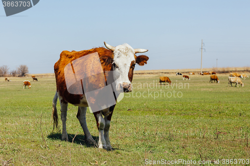 Image of Cows on green meadow