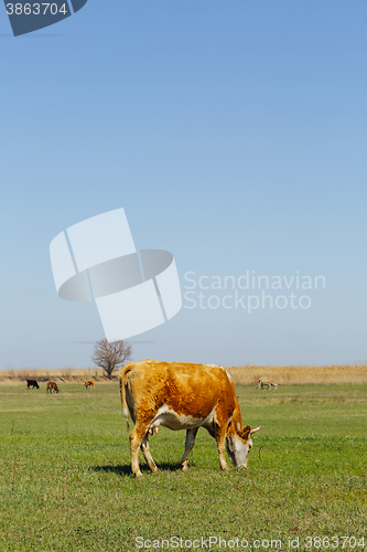 Image of Cows on green meadow