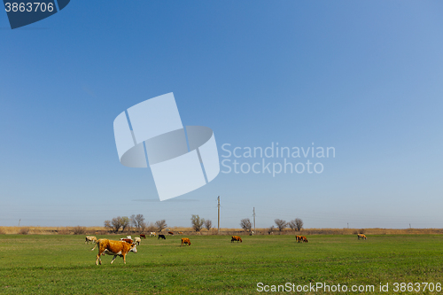 Image of Cows on green meadow