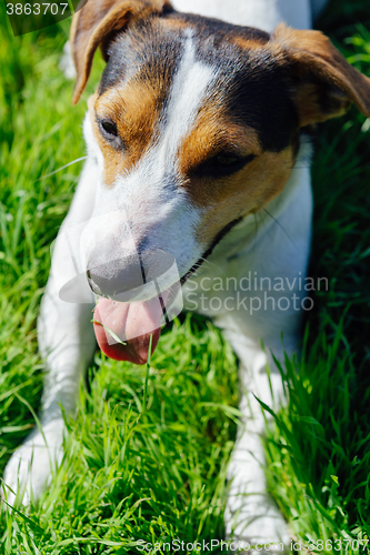 Image of Dog breed Jack Russell Terrier lies on the grass