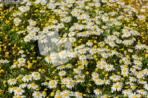 Image of Field of daisies