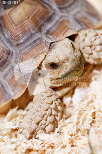 Image of African Spurred Tortoise